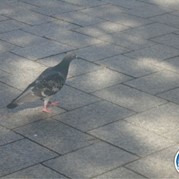 189) Escape in the City XXL   (Eigen locatie)