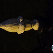 52) Levend Stratego (zonder horeca)  (Eigen locatie)