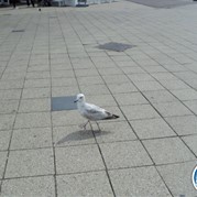 57) Social Media Game - The Social Network (zonder horeca)  (Eigen locatie)