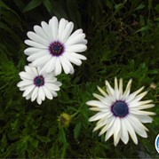 111) Levend Stratego (zonder horeca)  (Eigen locatie)