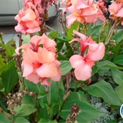 112) Levend Stratego (zonder horeca)  (Eigen locatie)