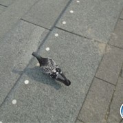 41) Levend Stratego (zonder horeca)  (Eigen locatie)