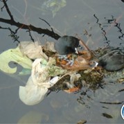 58) Levend Stratego (zonder horeca)  (Eigen locatie)