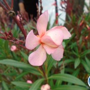 77) Levend Stratego (zonder horeca)  (Eigen locatie)