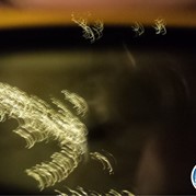 55) Peking Express (zonder horeca)  (Eigen locatie)