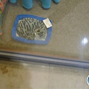 35) 60 seconden! Mechelen 