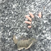 34) City game The Target  (Eigen locatie)