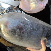 36) 50 Tinten Grijs Mechelen 