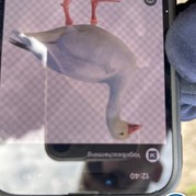 43) Citygame Levend Ganzenbord met begeleiding op afstand  (Eigen locatie)