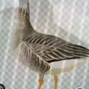 41) Citygame Levend Ganzenbord met begeleiding op afstand  (Eigen locatie)