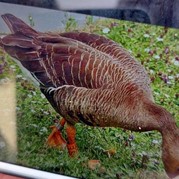 48) Citygame Levend Ganzenbord met begeleiding op afstand  (Eigen locatie)