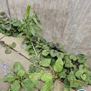 52) Maffia Citygame met begeleiding op afstand  (Eigen locatie)