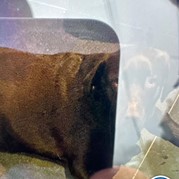 33) Cluedo met begeleiding op afstand  (Eigen locatie)