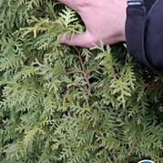 37) Maffia Stadsspel met begeleiding op afstand  (Eigen locatie)