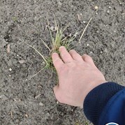 38) Maffia Stadsspel met begeleiding op afstand  (Eigen locatie)