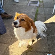 2) Cluedo (zonder horeca)  (Eigen locatie)