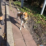 30) Cluedo (zonder horeca)  (Eigen locatie)