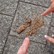 33) Cluedo met begeleiding op afstand  (Eigen locatie)