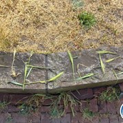5) The Phone met begeleiding op afstand   (Eigen locatie)