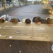 32) Hunted met begeleiding op afstand  (Eigen locatie)