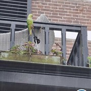 5) Jachtseizoen eigen locatie Apeldoorn