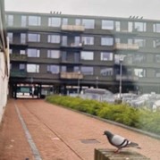 39) The Wedding Game zonder begeleiding  (Eigen locatie)