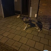 12) Cluedo met begeleiding op afstand  (Eigen locatie)