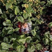 33) Dropping *  (Eigen locatie)