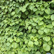 1) Secret Escape Game Gent