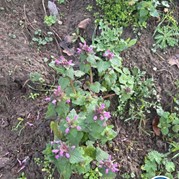 50) The Wedding Game Doetinchem