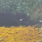 14) Citygame Levend Ganzenbord Almelo