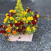 19) Citygame Levend Ganzenbord Almelo