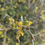 25) City Hunters met begeleiding op afstand  (Eigen locatie)