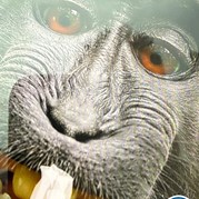 21) The Hangover met begeleiding op afstand  (Eigen locatie)