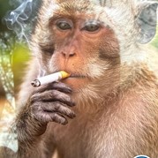 22) The Hangover met begeleiding op afstand  (Eigen locatie)