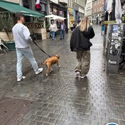 50) Cluedo Antwerpen