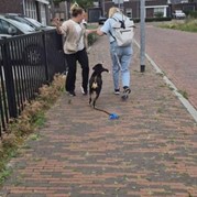 9) Dropping *  (Eigen locatie)