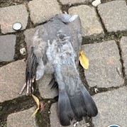10) Jachtseizoen Utrecht